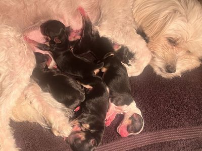 Morkie Maltese Yorkie puppy