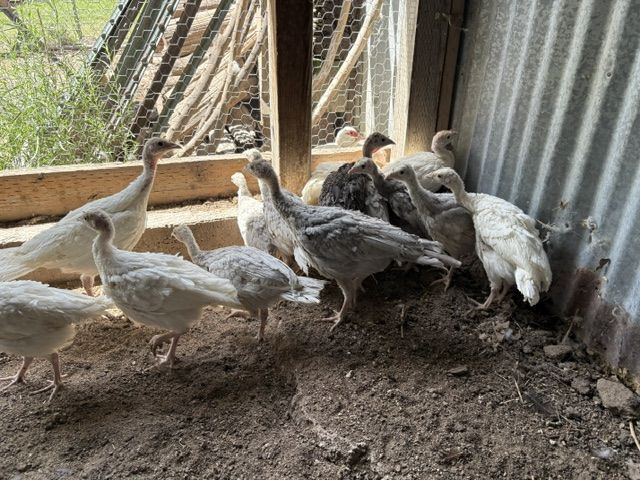 Turkey Poults (8 and 10 week old)