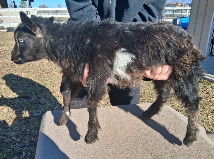 Fainting baby goats!