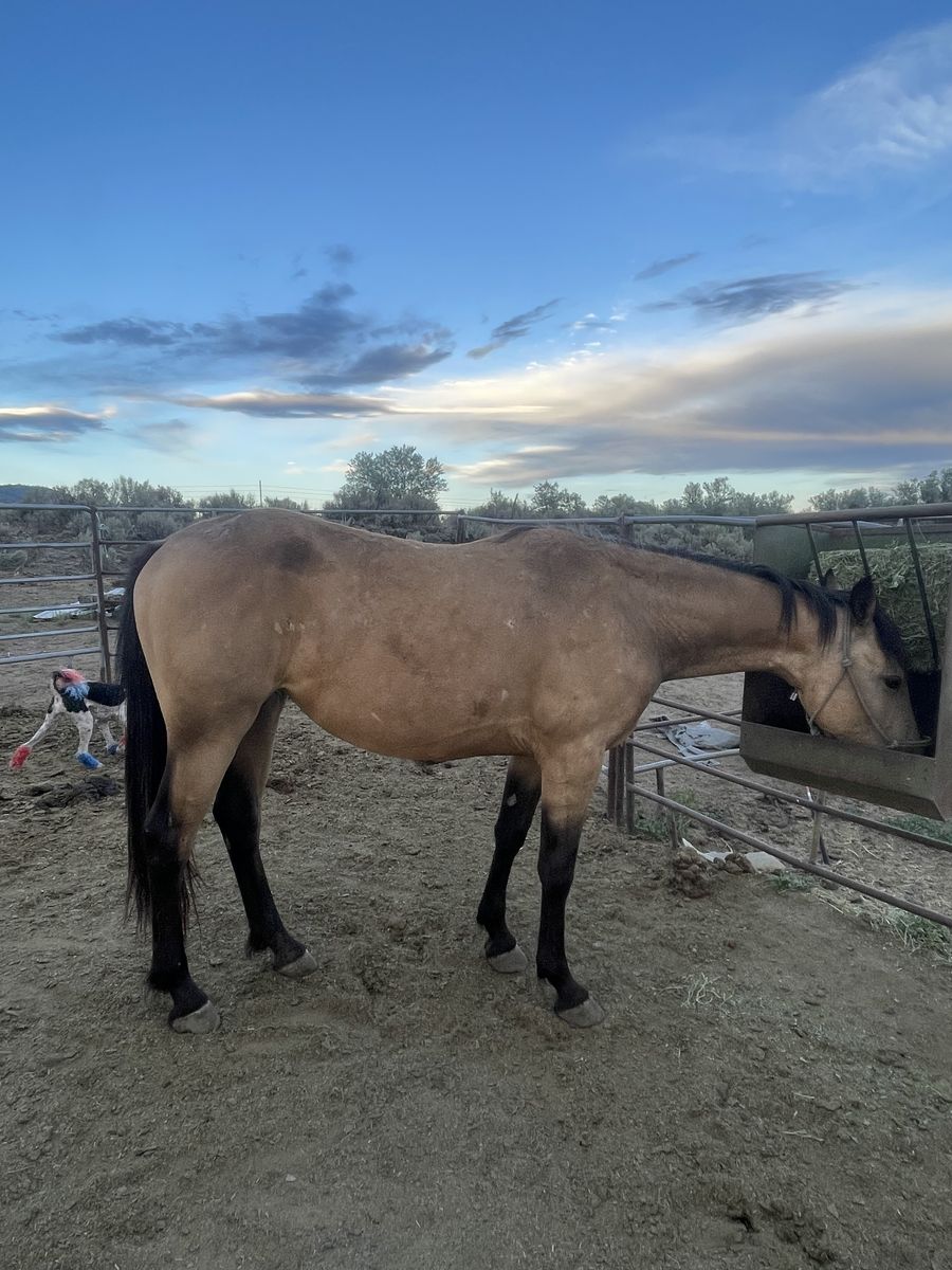 Grade 2yr old buckskin
