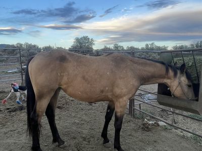Grade 2yr old buckskin