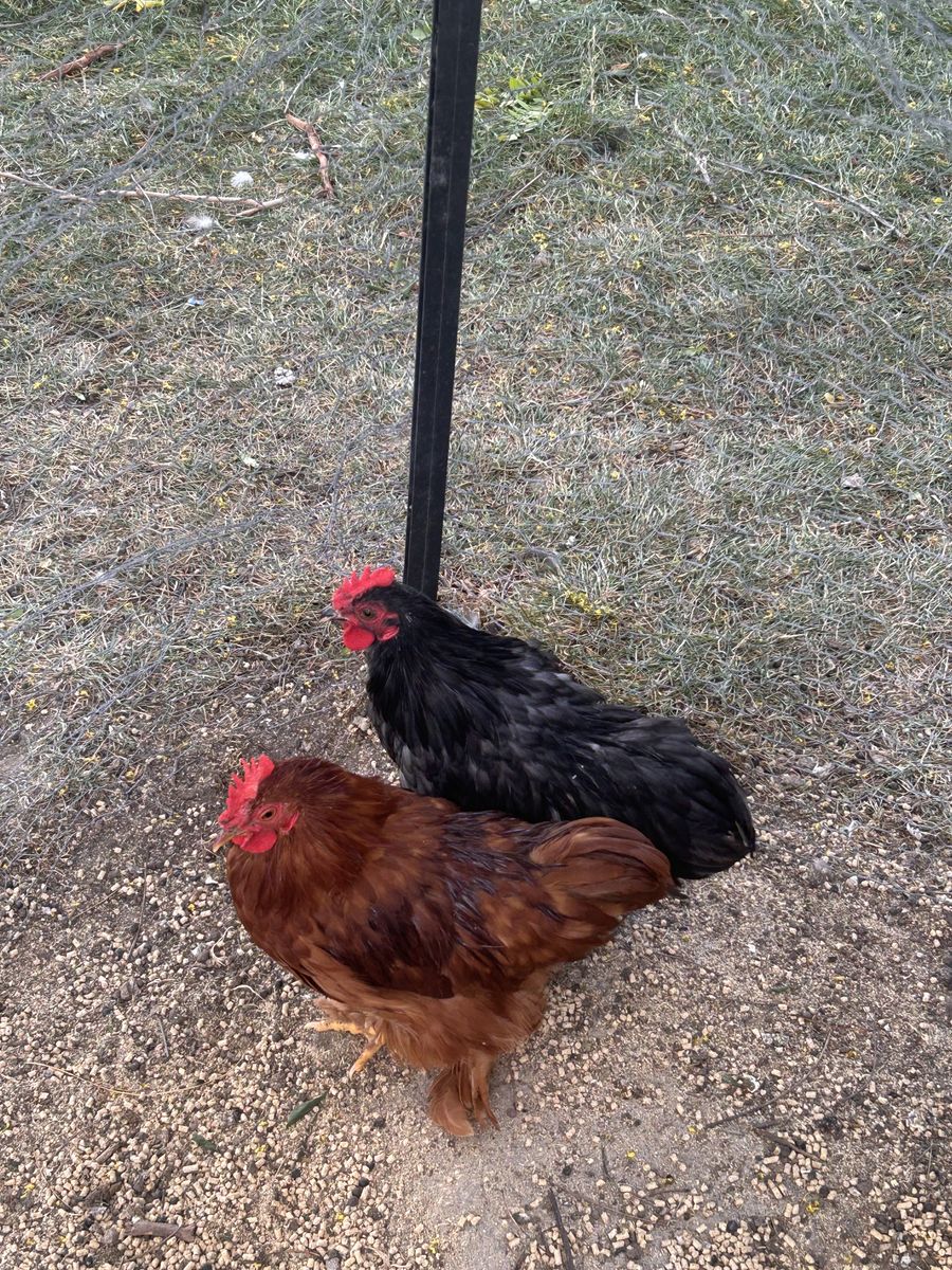 Roosters