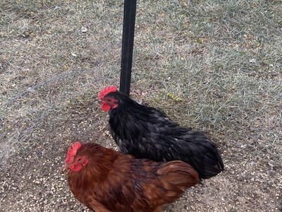 Roosters