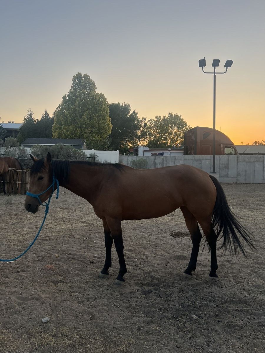 3 year old grade mare