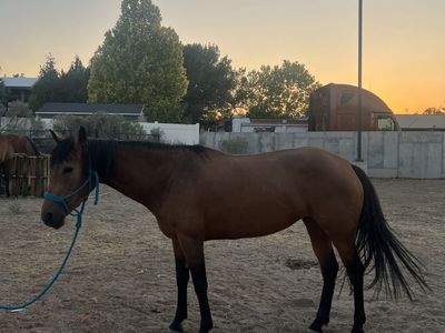 3 year old grade mare