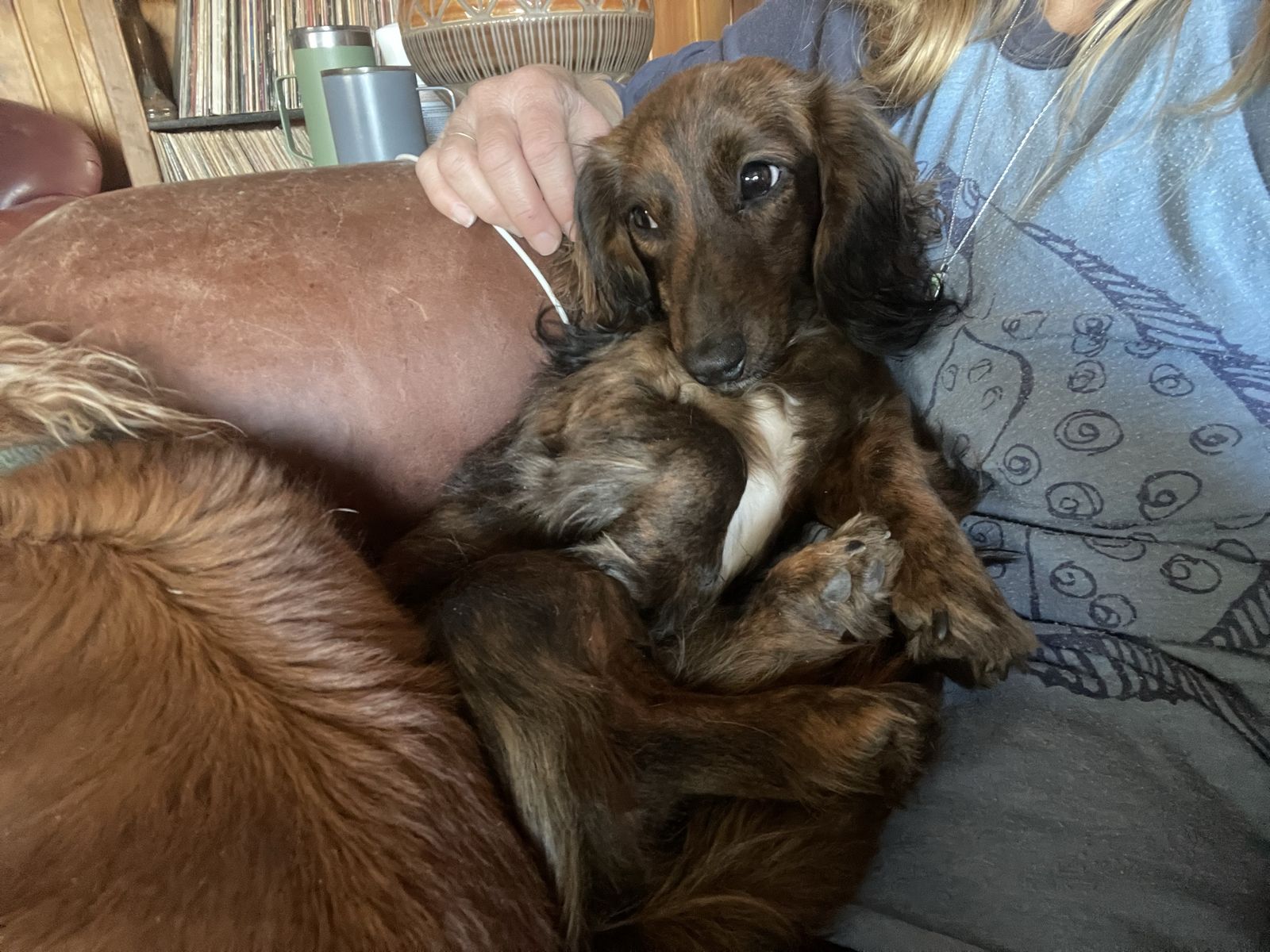 Male dachshund