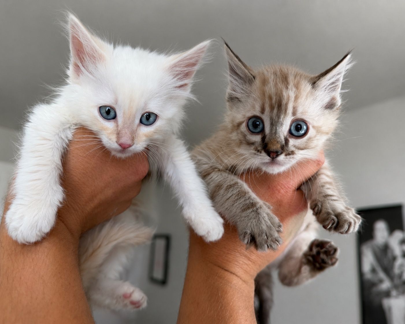Ragdoll mix kittens