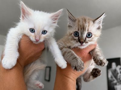 Ragdoll mix kittens