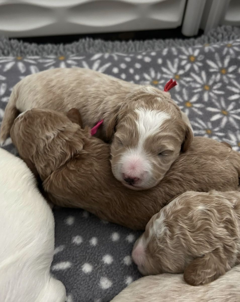 Petite size Englishcream goldendoodle puppies 15-22 lb range