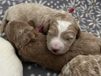 Petite size Englishcream goldendoodle puppies 15-22 lb range