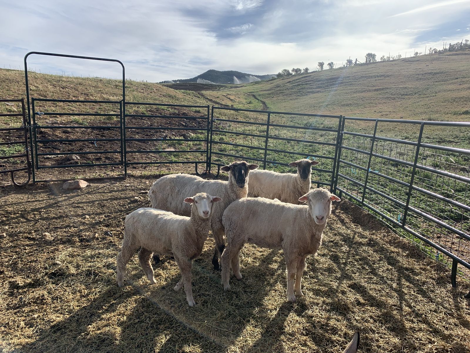 3 ewes, 1 whether