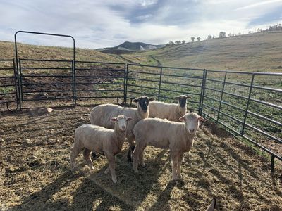 3 ewes, 1 whether