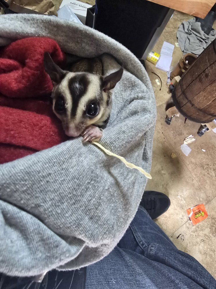 Sugar glider