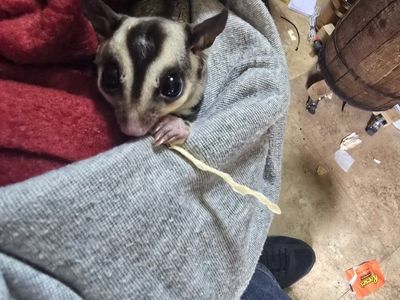 Sugar glider