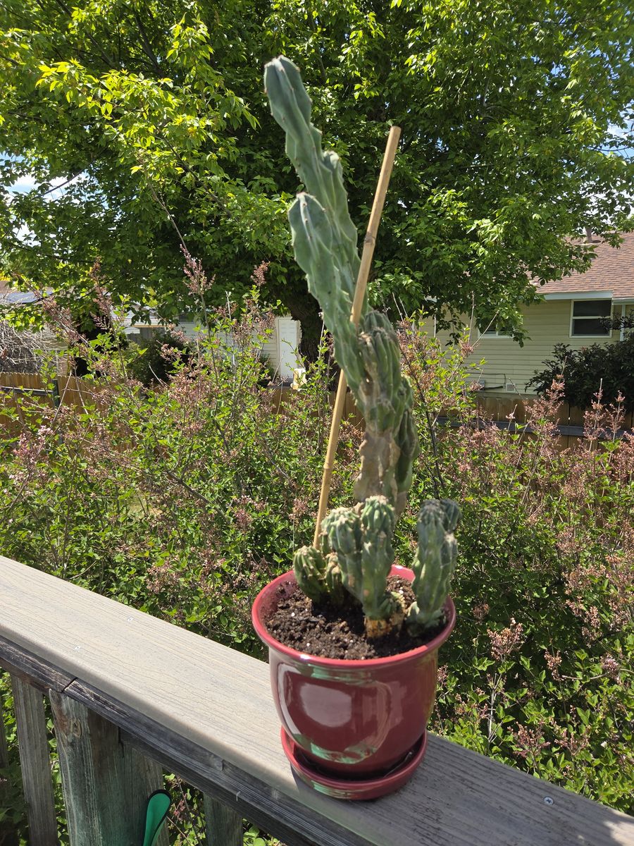 Cereus Peruvianus Monstrose Cactus