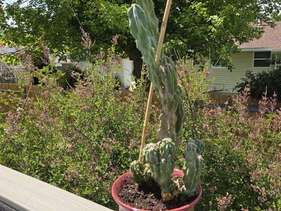 Cereus Peruvianus Monstrose Cactus
