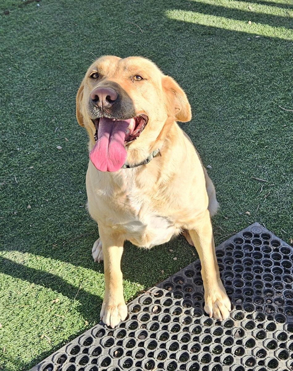 Golden Labrador "Penny"