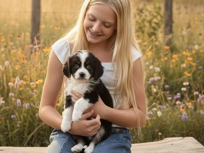 BLUE EYES!!! RARE!!! Cavalier Toy Aussie Puppies