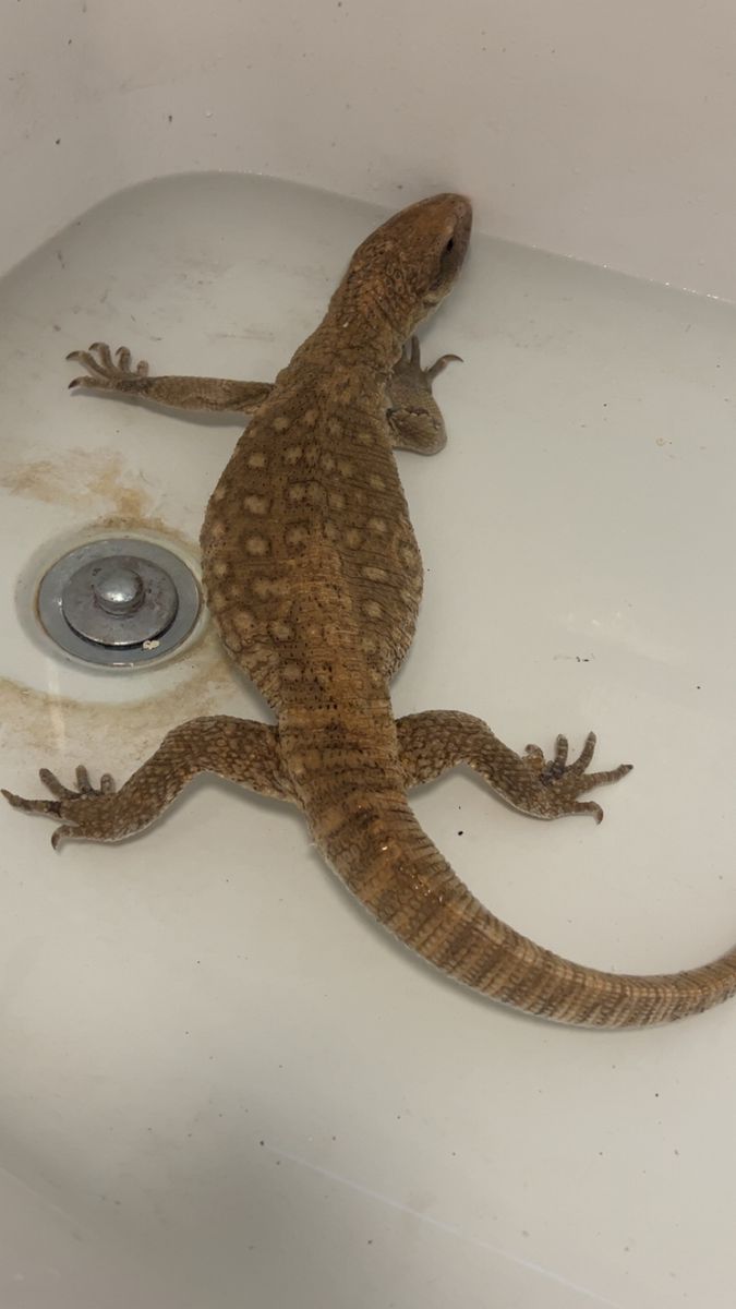 Reptiles Galore