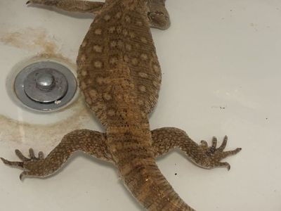 Reptiles Galore