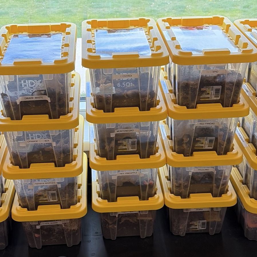 Stackable Bio Active Starter Kits, Isopods and All!