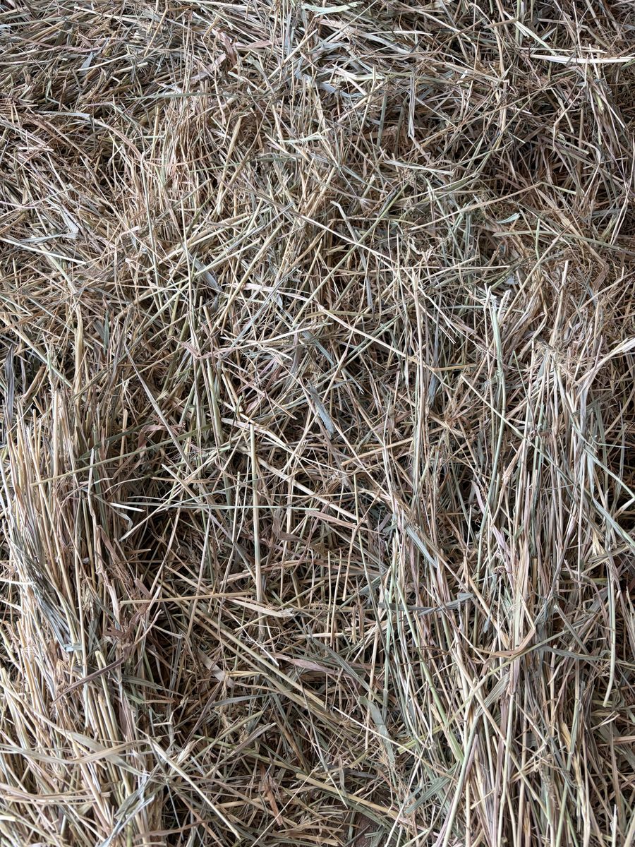 Grass hay for sale. 50 bales .2 string $8/bale