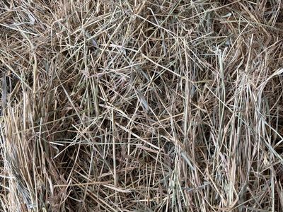 Grass hay for sale. 50 bales .2 string $8/bale