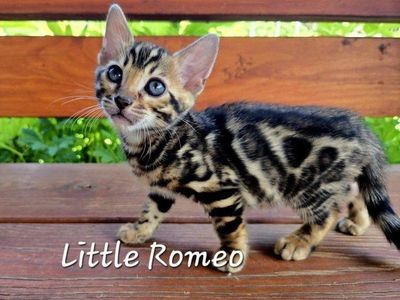 Charcoal Bengal TICA Kittens -Glitter Coats