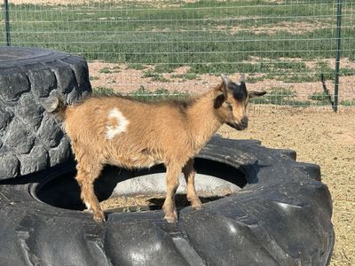 Nigerian dwarf goats