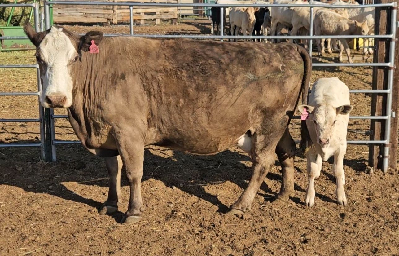 Cow/calf pair