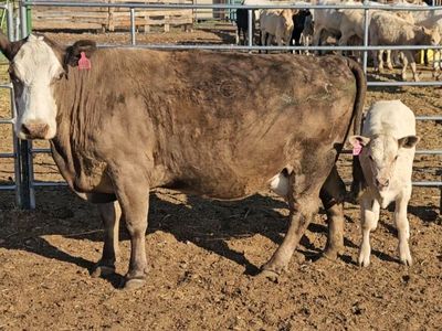 Cow/calf pair