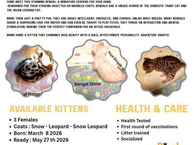 Bengal Kittens