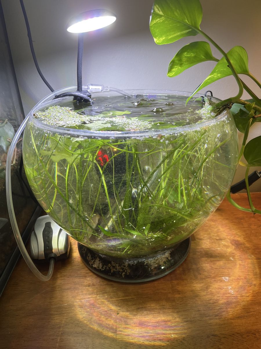 uninhabited 3 gallon cycled planted bowl
