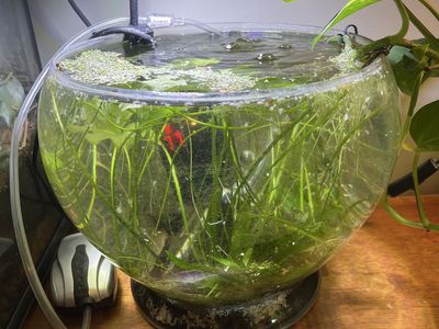 uninhabited 3 gallon cycled planted bowl