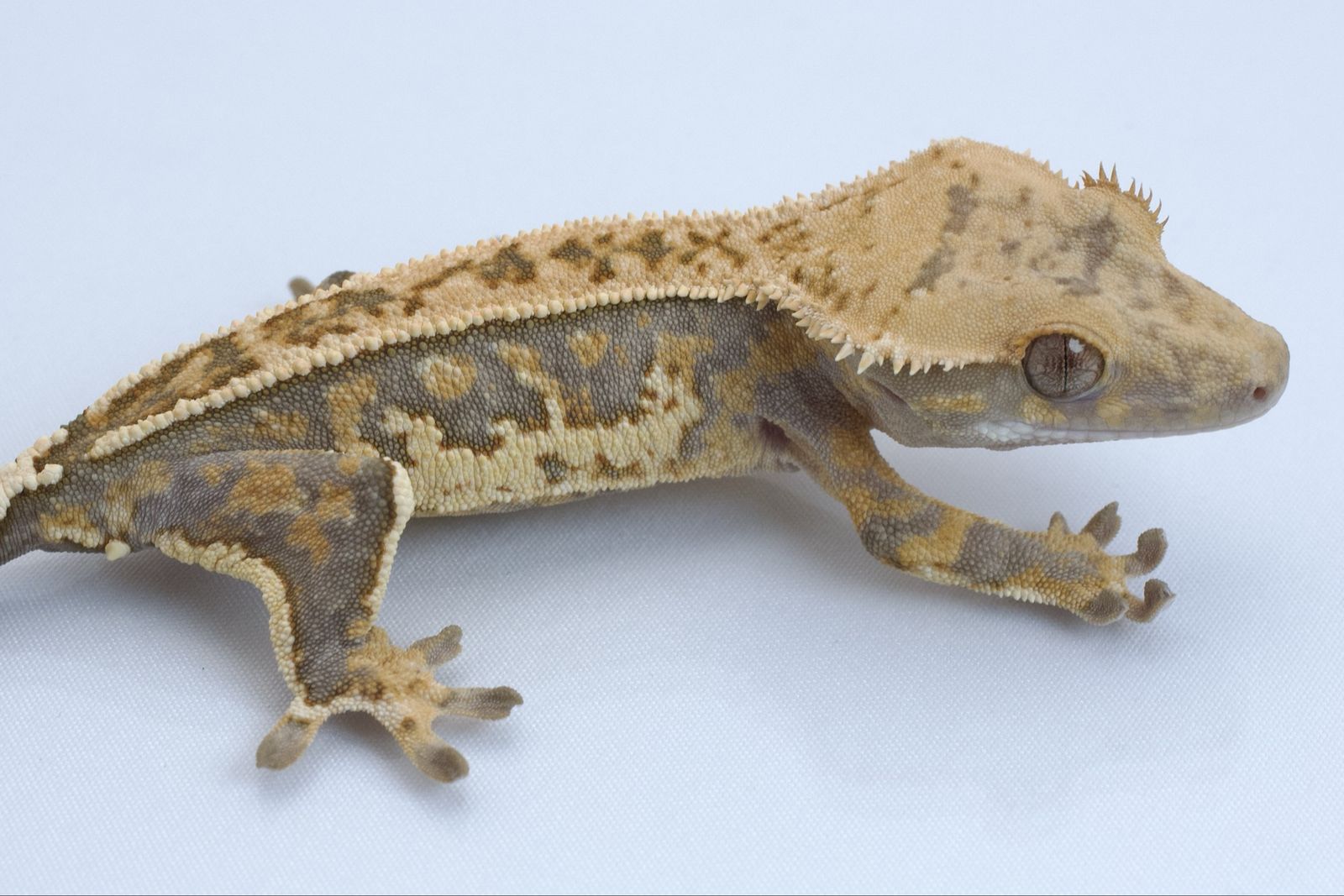 Main image 3