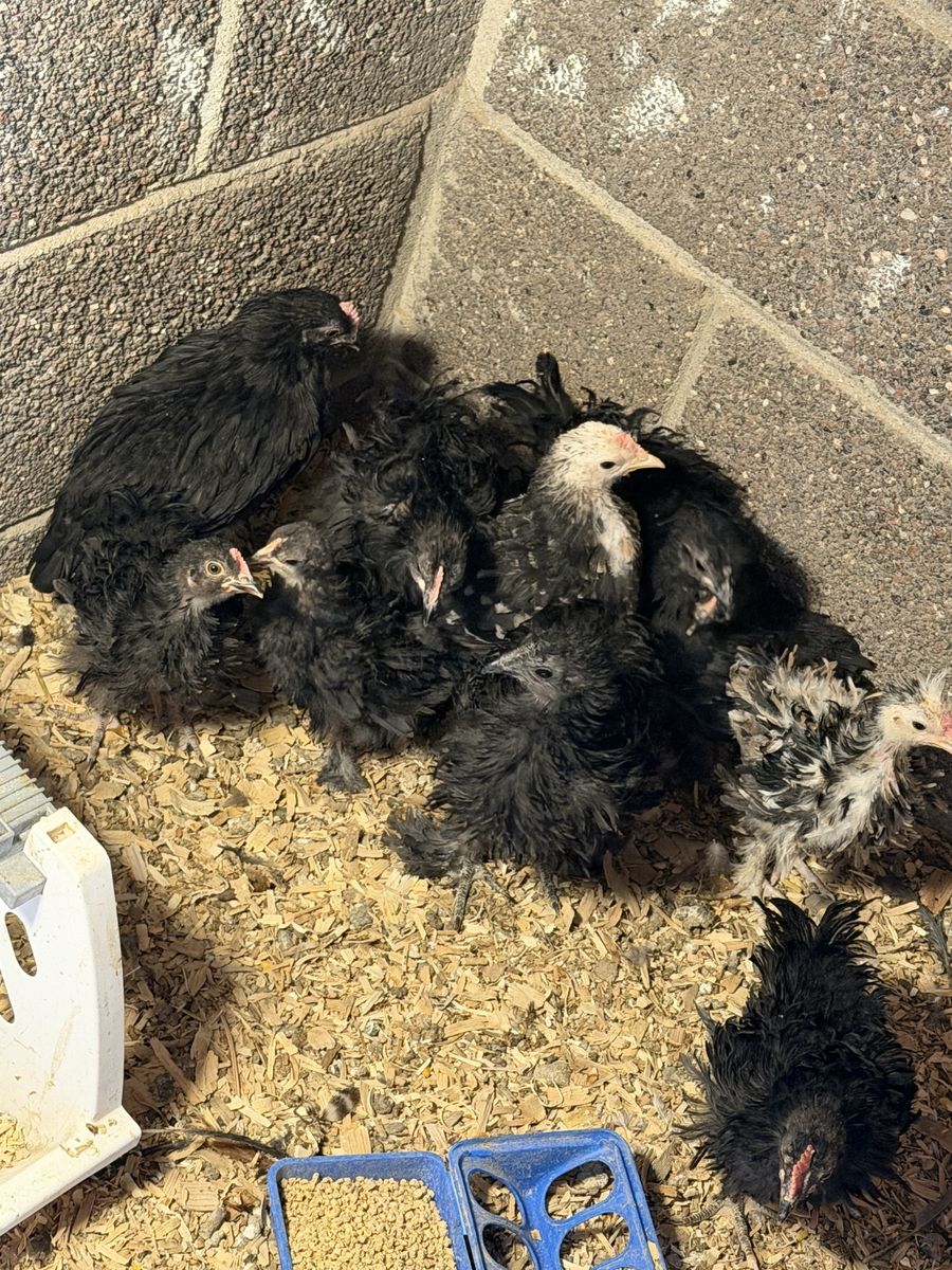 Free frizzle pullets/roosters 