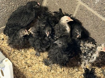 Free frizzle pullets/roosters