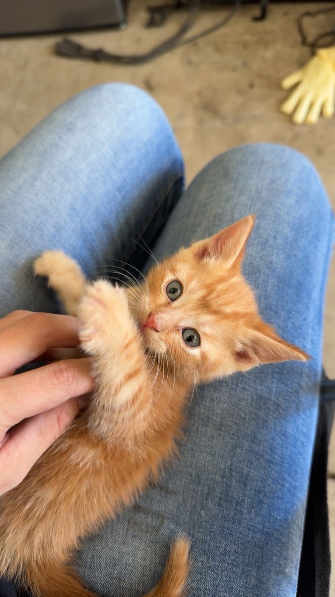 Adorable Orange Tabby Kitten - Needs a Loving Home Without Dogs