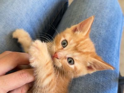 Adorable Orange Tabby Kitten - Needs a Loving Home Without Dogs