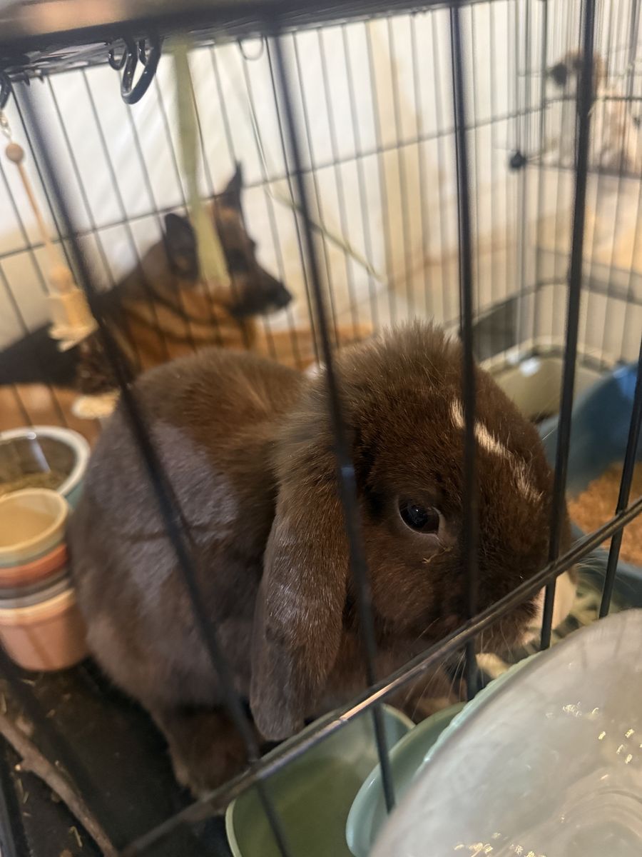 Proven Purebred Chocolate Holland Lop Doe