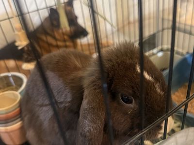 Proven Purebred Chocolate Holland Lop Doe