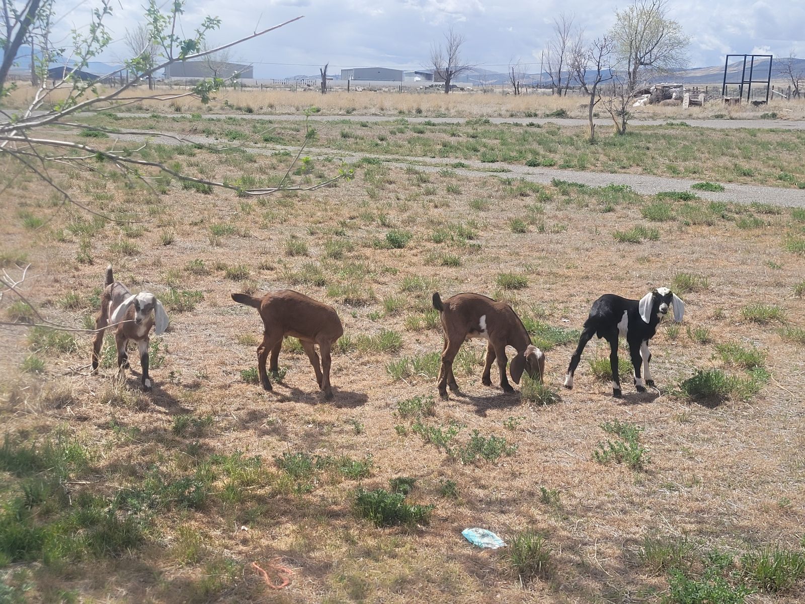 Nubian goats