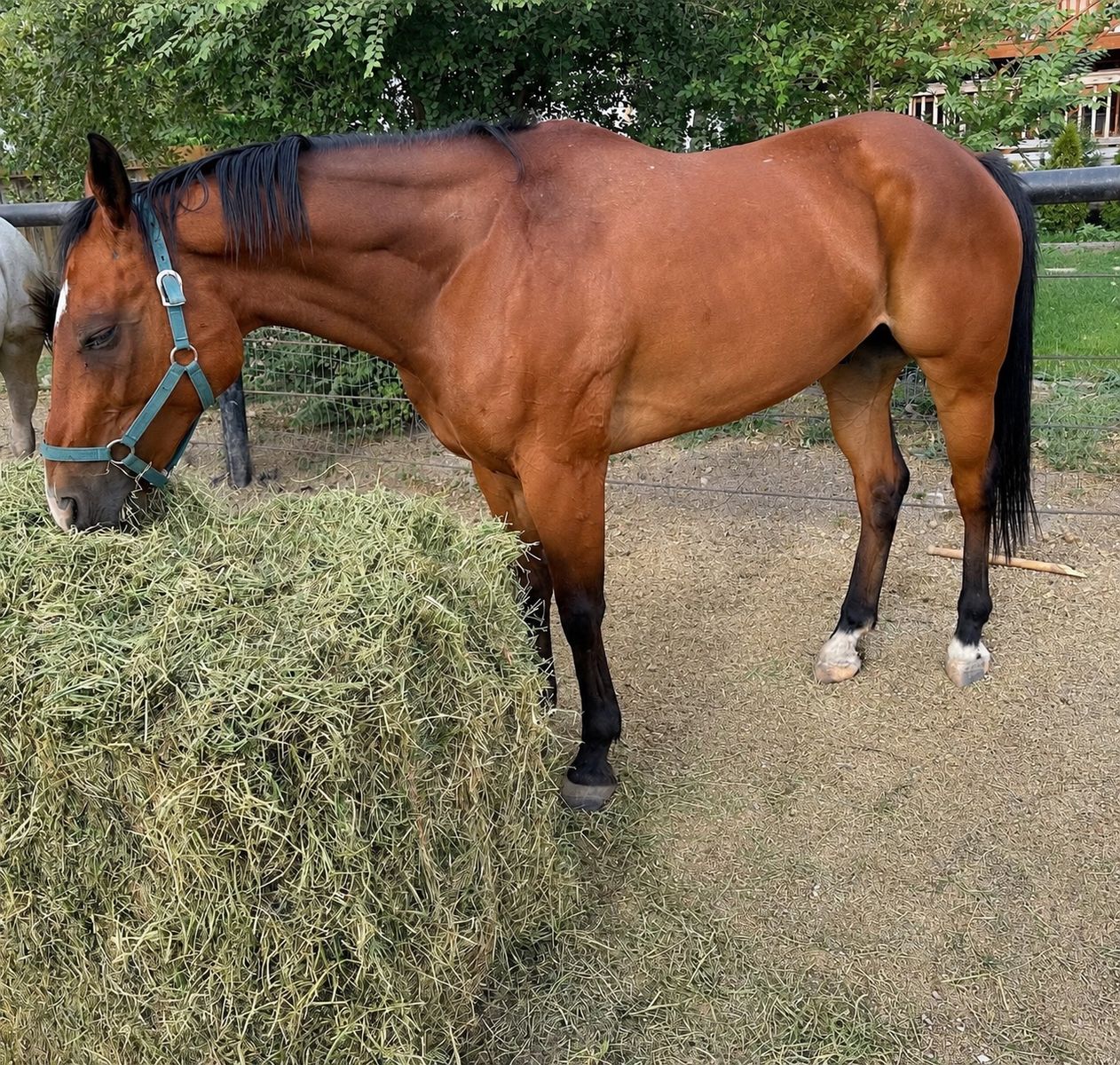 Bay Quarter Horse - Athletic Gelding/Mare wearing Halter