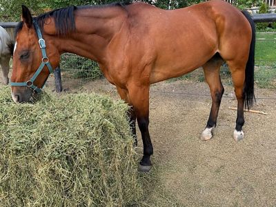 Bay Quarter Horse - Athletic Gelding/Mare wearing Halter