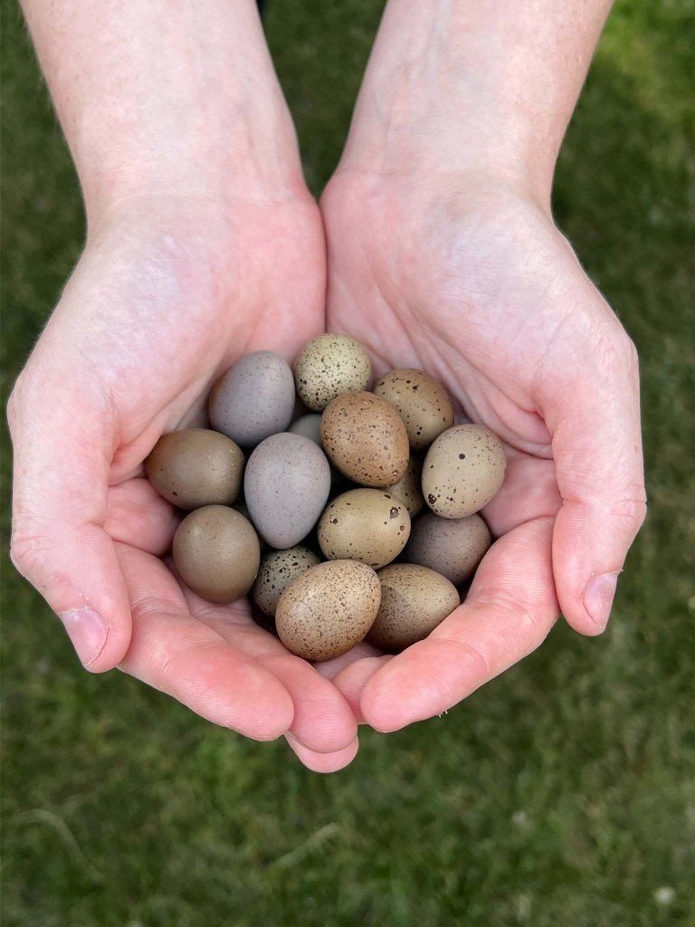 Button Quail Hatching Eggs