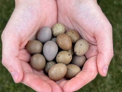 Button Quail Hatching Eggs