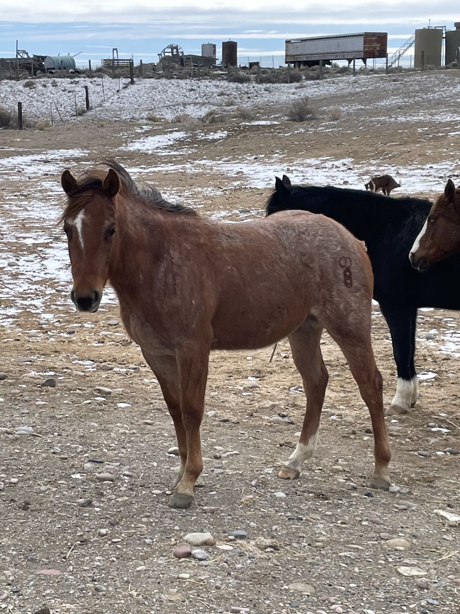 2 Year Old Quarter Horse Red Roan