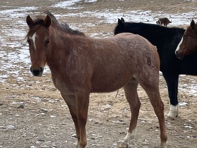 2 Year Old Quarter Horse Red Roan