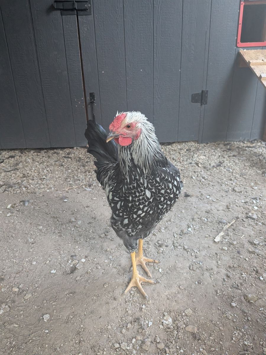 Free Rooster