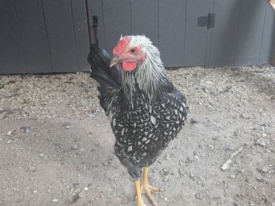 Free Rooster